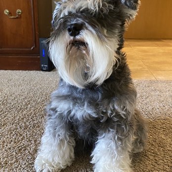 Fancy Fur 'n Purr - Before - Pet Groomers Near Me - Chandler, Arizona