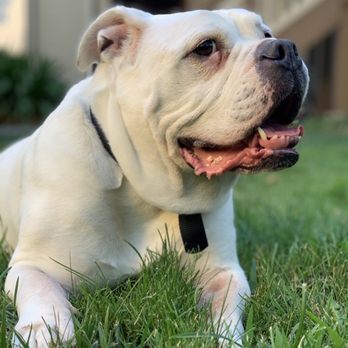 Noble Veterinary Clinic - Daisy - Olde English Bulldog - Veterinarians Near Me - Hayward, California Noble Veterinary Clinic - Daisy - Olde English Bulldog - Veterinarians Near Me - Hayward, California