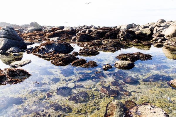Asilomar State Beach by null