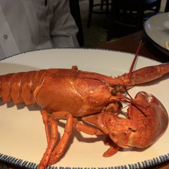 Red Lobster - Look at the size of this lobster! - Seafood Near Me - Burleson, Texas Red Lobster - Look at the size of this lobster! - Seafood Near Me - Burleson, Texas