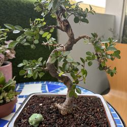 Eden Bonsai - Elm bonsai, frog not included - $75 or 85 can't remember