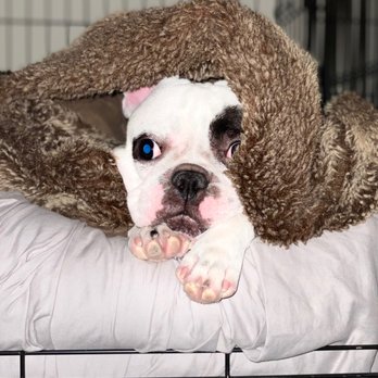 San Dimas Pet Clinic - Rhea in bed ready for story time - Veterinarians Near Me - San Dimas, California San Dimas Pet Clinic - Rhea in bed ready for story time - Veterinarians Near Me - San Dimas, California