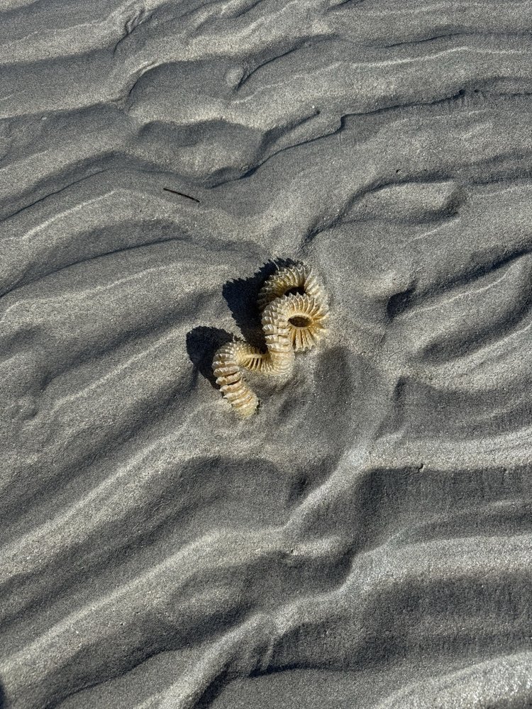 Capt Clint Moore Logo