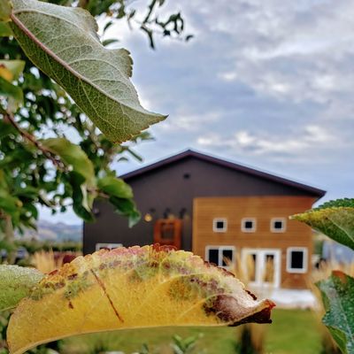 Rootwood Cider Taproom - at the Orchard by null