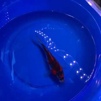 Cali Koi - Local Fish Stores Near Me - North Hollywood, California Cali Koi - Local Fish Stores Near Me - North Hollywood, California