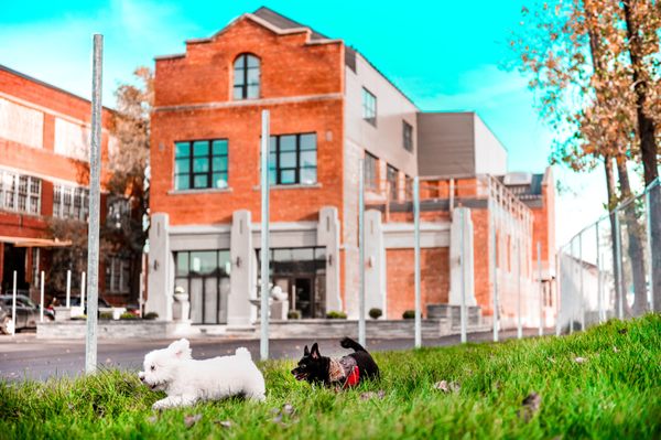 DOGGIEVILLE MTL by null