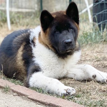 Royalty Akitas - Bear Jr.  aka boo boo bear . The first son born of Bear & Piper 1/23/20. - Pet Stores Near Me - Lincoln, California