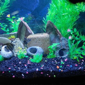 Diamond Aquatics - Aquarium Services Near Me