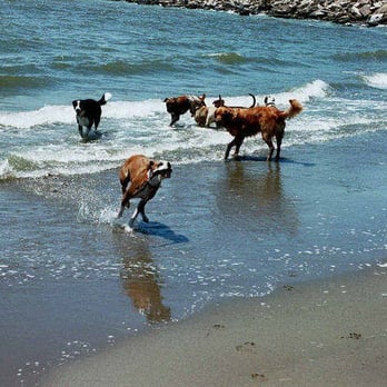 Tails to Trails - a day at the beach - Dog Walkers Near Me Tails to Trails - a day at the beach - Dog Walkers Near Me