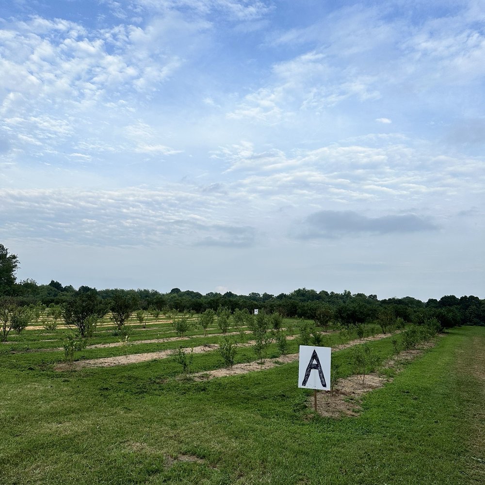 Sunrise Farm - Signs to guide you to the best berry field each day - Pick Your Own Farms Near Me - Sarver, Pennsylvania
