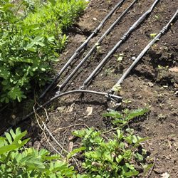 Sage Hill Ranch Gardens