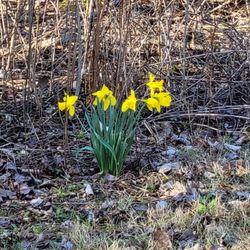 Army Trail Nature Center - Spring flowers