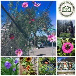 Pulaski Park - Community Garden