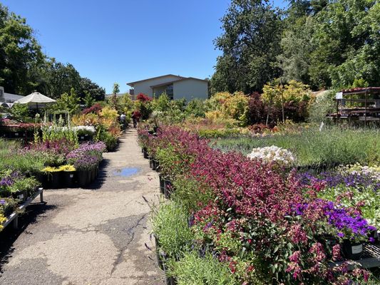 M & M Nursery Redwood City Ca