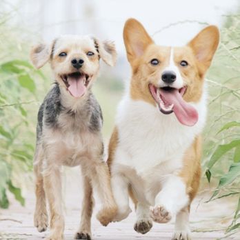Kingdom Insurance - Pet Insurance - Auto Insurance Near Me Kingdom Insurance - Pet Insurance - Auto Insurance Near Me