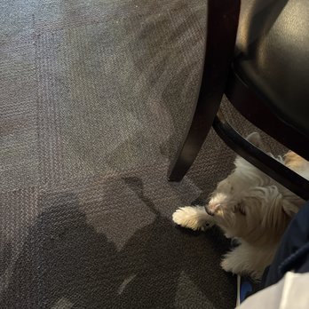 Metropol - Dog friendly! - Puerto Rican Near Me - San Juan, Puerto Rico