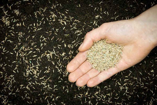 Mid Cape Pet & Seed Supply by null