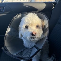 Oliver after his surgery 2024 Oliver after his surgery 2024