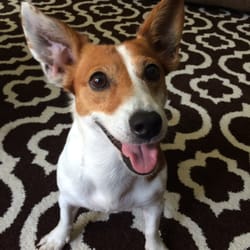 Happy Wags