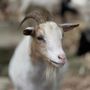 Photo of Mariavilla Goat Farm