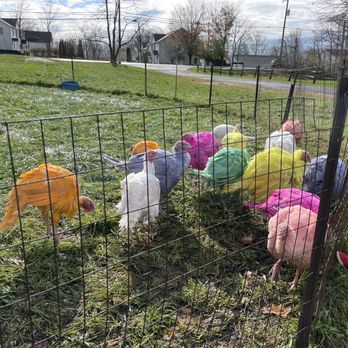 Gozzi's Turkey Farms - Gozzi's Famous "Colored Turkeys" - Farms Near Me - Guilford, Connecticut