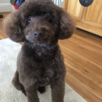 Bernie's Grooming - Pet Groomers Near Me - San Francisco, California