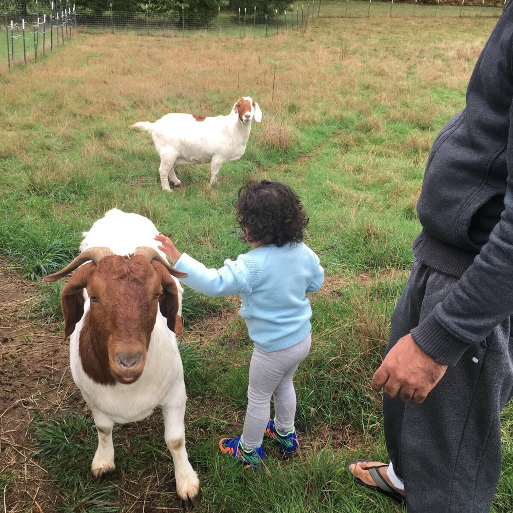 Moonridge Farms - a small child petting a goat - Farmers Market Near Me - Beavercreek, Oregon Moonridge Farms - a small child petting a goat - Farmers Market Near Me - Beavercreek, Oregon