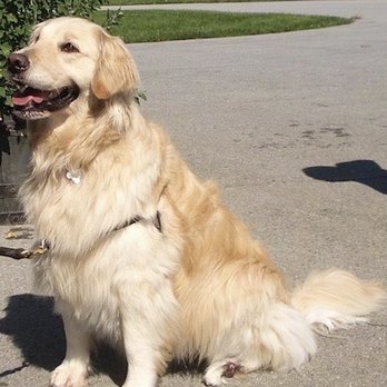 Dog Beauty Salon - Pet Groomers Near Me Dog Beauty Salon - Pet Groomers Near Me