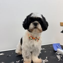 Bubbles Pet Spa