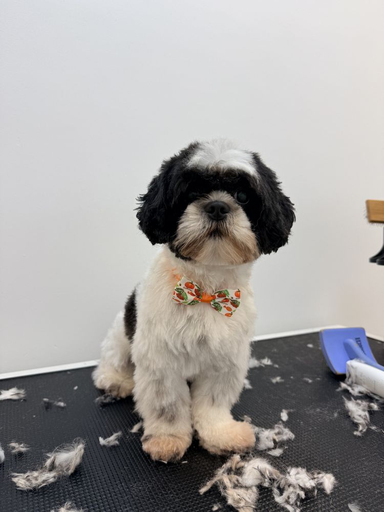 Bubbles Pet Spa - pet boarding facility in Miami, FL