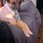 Photo of Arlene's Pet Spa