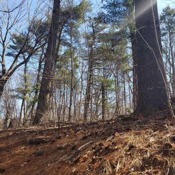 Bronx River Parkway - Pine Forest - Parks Near Me Bronx River Parkway - Pine Forest - Parks Near Me
