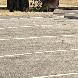A deer, a female deer! A deer, a female deer!