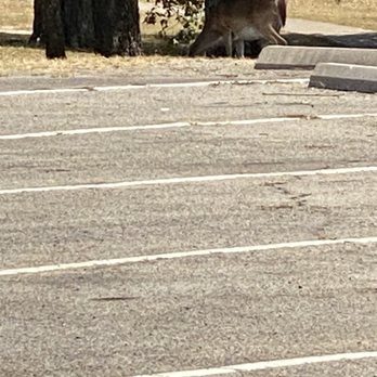 Lake Tawakoni State Park - A deer, a female deer! - Parks Near Me - Wills Point, Texas Lake Tawakoni State Park - A deer, a female deer! - Parks Near Me - Wills Point, Texas
