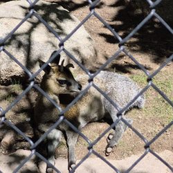 ABQ BioPark Zoo