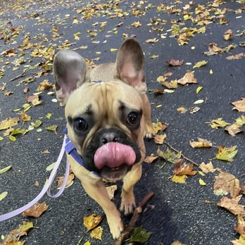 De Witt Clinton Park - Dog Parks Near Me - New York, New York