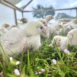 Uncle Swabbs Pastured Poultry