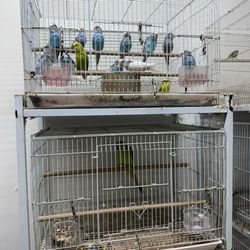 Nick’s Pets - Again PACKED IN WITH HARDLY ANY ROOM TO MOVE.