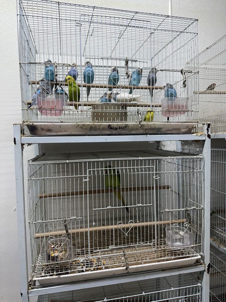 Nick’s Pets Image