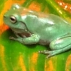 BORONIA Aquarium & Reptiles
