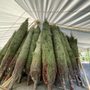 Photo of Biggest X-Mas Tree In Florida