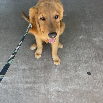 Doggie Dos - Pet Groomers Near Me - La Mesa, California Doggie Dos - Pet Groomers Near Me - La Mesa, California