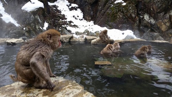 Jigokudani Yaen-Koen by null