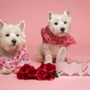 Photo of Healthy Pet Superstore - Orchard Park