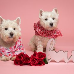 Healthy Pet Superstore - Orchard Park