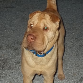 Shady Mountain Pet Retreat - a content dog - Pet Training Near Me - Amherst, Virginia Shady Mountain Pet Retreat - a content dog - Pet Training Near Me - Amherst, Virginia
