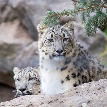 Idaho Falls Zoo - Zoos Near Me - Idaho Falls, Idaho Idaho Falls Zoo - Zoos Near Me - Idaho Falls, Idaho