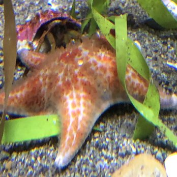 Seattle Aquarium - Starfish - Aquariums Near Me - Seattle, Washington Seattle Aquarium - Starfish - Aquariums Near Me - Seattle, Washington