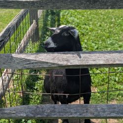 Westview Farm Creamery - Good rich ice cream, beautiful view, and goats!