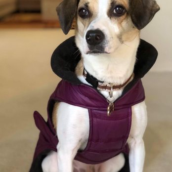 M I T Mixed Breed Rescue - Pet Adoption Near Me M I T Mixed Breed Rescue - Pet Adoption Near Me